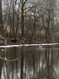 Feeling soft today. Left these geese swim by this morning. Left a green  head swim by too 🦆. I didn't feel like picking a duck or goose today. Was  just nice to
