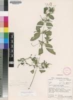 Image result for Justicia matammensis