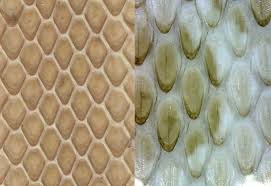 Their body is more slender, however, compared to most other pit vipers. Life Is Short But Snakes Are Long Identifying Snake Sheds Part Iii
