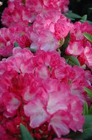 Fantastica Rhododendron Rhododendron Fantastica At Connon Nurseries Cbv Pink Garden Rhododendron Plants