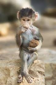 This is the only place where you can seek cats for sale or buy kittens for sale online in india from respected and informed registered cat breeders. Animals And Pets Hot Calendar 2018 October Malayalam Animals And Pets 3ds Price Animals And Pets Boards Ie At Animals Cute Baby Monkey Cute Baby Animals