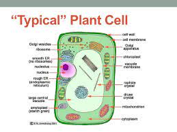 Plant cell structure and biology. Biology Cell Structure And Function
