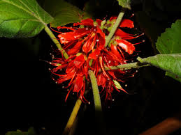 Image result for Melianthaceae