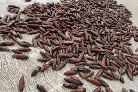 La pesca effettuata usando tecniche illegali (esplosivi, corrente elettrica, veleni, pesca con autorespiratori, raccolta dei datteri di mare, ecc.) la cattura di pesci al di sotto le misure minime; Bari Trovato Con 40 Chili Di Datteri Di Mare Nel Bagagliaio Denunciato