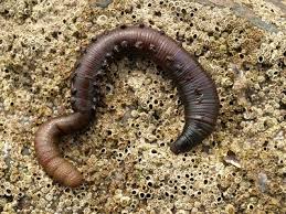 Image result for Aneilema arenicola