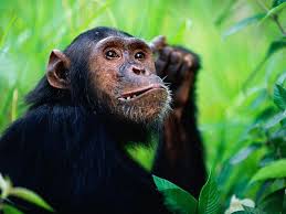 Some of these animals find most or all of their food high in the trees of the canopy so that they will rarely, if ever, need to go to the rainforest floor. Pin By Bonnie Sunday On Mighty Junglye Rainforest Animals Tropical Rainforest Animals Forest Habitat