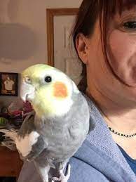 Lost Cockatiel Parrot Bird West Haven Connecticut Ct United States - L28455 Losing A Pet Cockatiel Parrot Bird