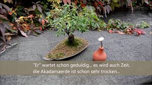Jede baumart hat spezielle anforderungen an. Bonsai Baum Einfach Giessen Fur Anfanger Youtube