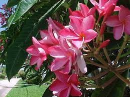 Just Saying What S In A Name Plumeria Or Frangipani A Champa Is A Champa