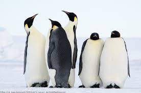 caption this photo pinguine