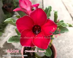 Image result for Adenium swazicum