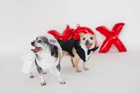 Senior Dog Couple Get Married Pennsylvania Pet Retirement Home