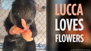 Baby sloth, as cute as you are.baby platypuses have you beat. Watch A Cute Baby Sloth Eating A Hibiscus Flower Abc7 Los Angeles