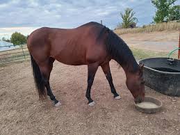 Kit has taken up residence just outside of Stillwater Oklahoma Fees are TBD  depending