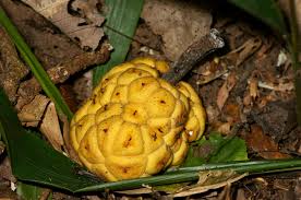 Image result for Myrianthus arboreus