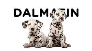 Image result for dalmatin