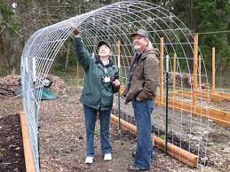 Buy the best and latest cattle panel on banggood.com offer the quality cattle panel on sale with worldwide free shipping. Community Gardeners To Start Growing Up By Sara Bruestle Mukilteo Wa Mukilteobeacon Com Pole Beans Garden Vines Climbing Vines