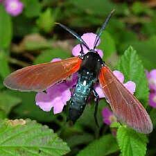 Image result for Empogona sp. A