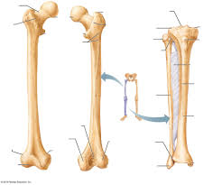 Bones In Leg Diagram Ankle Human Anatomy Image Function Conditions More