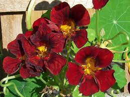 Best Nasturtiums To Grow From Seed Mandycanudigit