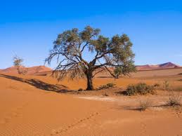Location of the climbing and hiking area in the namib naukluft park. Namibia Hardap Naukluft Park Camel Thorn At Edge Of Namib Desert Amf004505 Martin Moxter Westend61