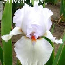 Tb, bb, and ib iris are. Tall Bearded Iris Iris Silver Fox In The Irises Database National Gardening Association Most Beautiful Flowers Iris Silver Fox