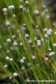 Image result for Eriocaulon bongense