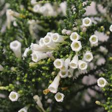 Image result for Fabiana imbricata