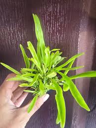 Image result for Utricularia formula