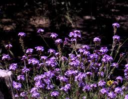 Image result for Nemesia lilacina