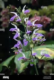 Image result for Brillantaisia cicatricosa