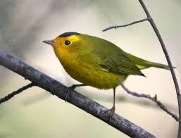 More images for yellow warbler types of yellow birds » Wilson S Warbler Wikipedia