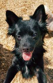 Pomchi (pomeranian & chihuahua mix). Dog For Adoption Simone A Pomeranian Chihuahua Mix In Elizabethtown Pa Petfinder