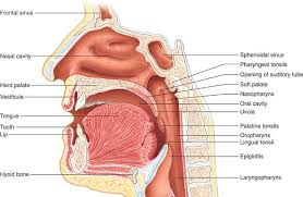 Food is broken down mechanically—through chewing, for example, and through the use of e 14 Digestive System Isonbiology Com