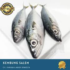 The proximity of tanjung balai to singapore means that. Ikan Kembung In English