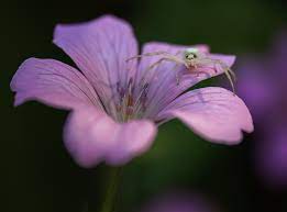 9 Tips for Macro Flower Photography - Nature TTL