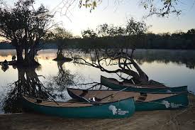 Image result for Cuviera semseii