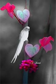 Nature Birds And Flowers Wallpaper 