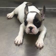 We do not ship our frenchies. Puppies Available In Uae