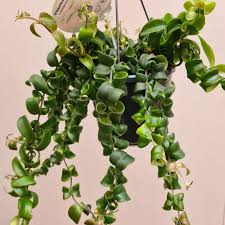 We did not find results for: Hanging Plants Lipstick Plant Aeschynanthus Rasta Lipstick Plant Feels Like Home