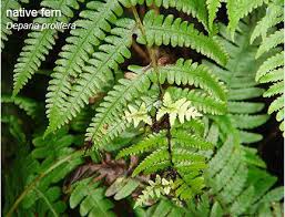 Image result for Deparia