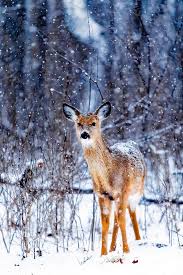 Bildresultat för animales de invierno