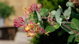 Is it a tree or a vine? Caring For Honeysuckle Vine Melinda Myers