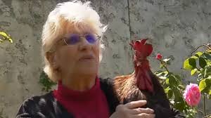 Llevan a un gallo a juicio por cantar demasiado temprano