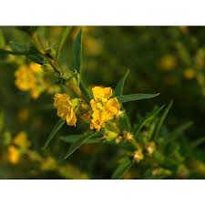 Image result for Heimia salicifolia