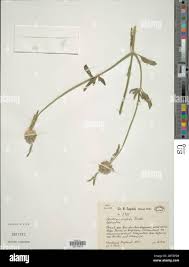 Image result for Acrotome inflata