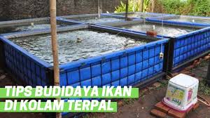 Cara Budidaya Ikan Mas Di Kolam Terpal Agar Cepat Panen Youtube