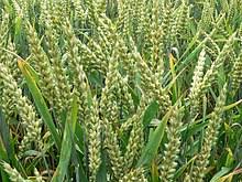 The young stalks of wheat are especially high in chlorophyll, which makes a great addition to your diet and to your cat's diet. Flour Wikipedia