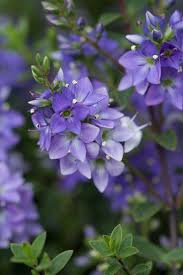 Pin On Cher S Garden