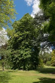Wer sich einen baum in den eigenen garten pflanzt, schafft ein paradies für vögel, insekten und kleinstlebewesen. Welcher Baum Eignet Sich Hausinfo